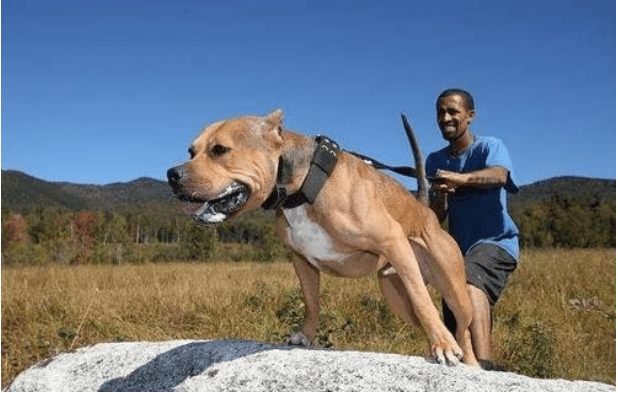 比特犬的智慧,可以稍稍弥补体型和力量带来的差距;而比特犬的咬合力和