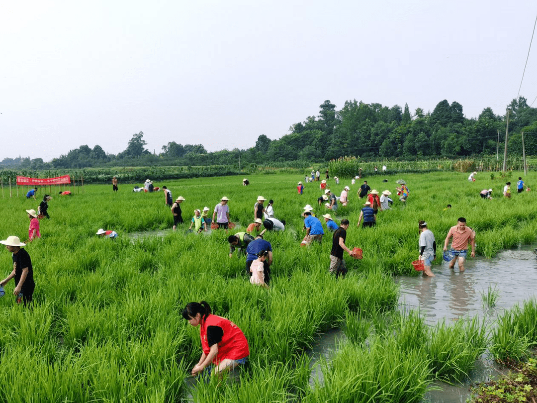 镇街互动,携手举办"南北童乐·野趣益夏"亲子稻田摸鱼活动_温江区_寿