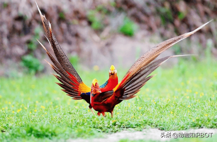 原創中國獨有的鳳凰金雞紅腹錦雞為何只是代國鳥