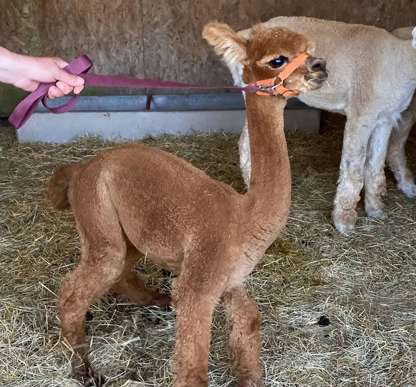 2岁羊驼一直以为自己是宠物狗,住豪宅还有兜风专用代步车_安妮_丹尼