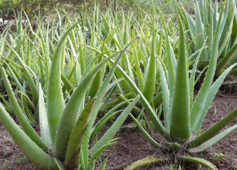 野生芦荟品种有300多种但可食用和药用的却不多你了解吗