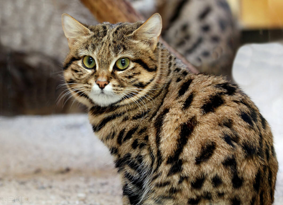 原创掌中萌虎高效高手最小的猫科动物之一黑足猫