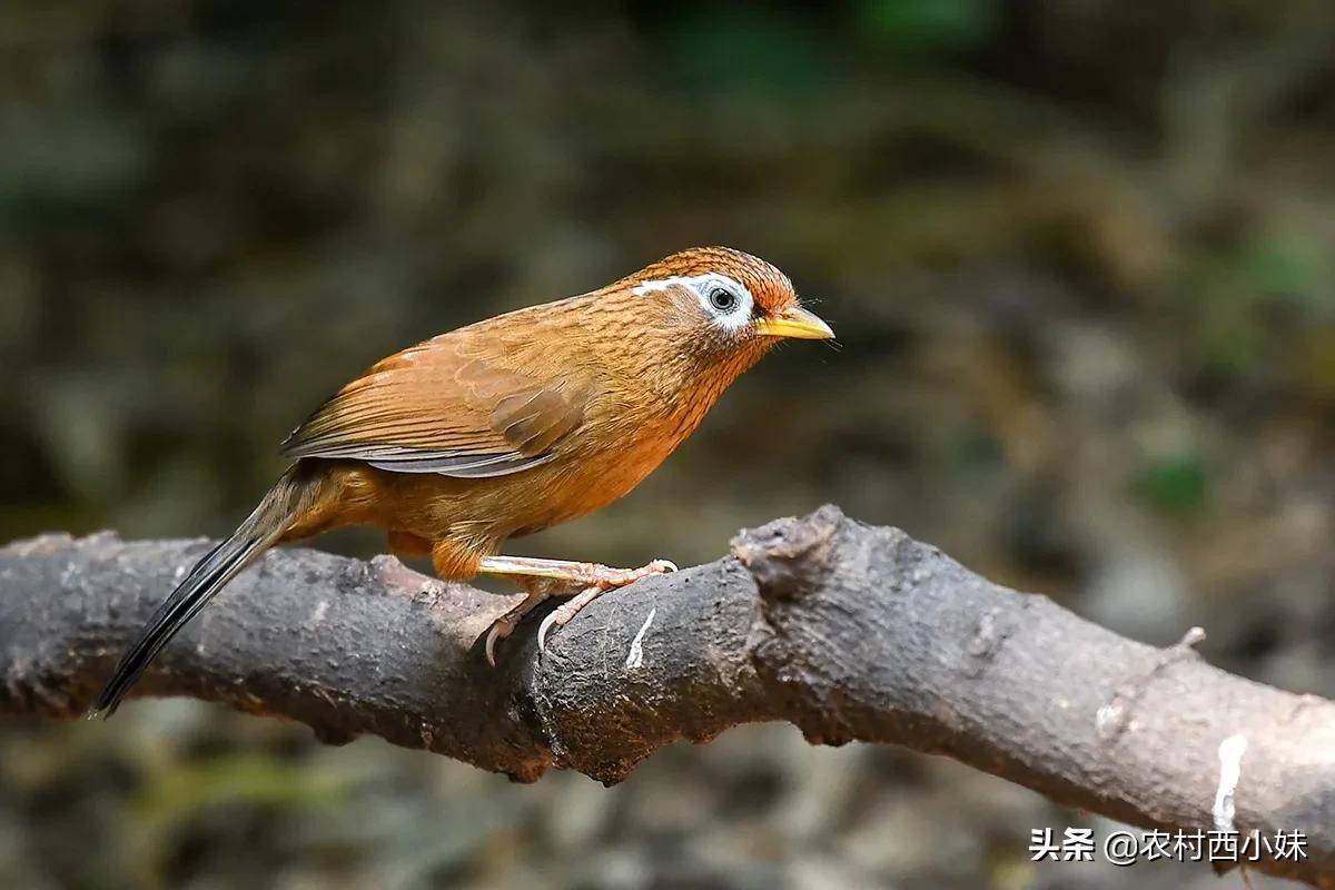 画眉在我国画眉鸟可是公认的四大名鸟之一.