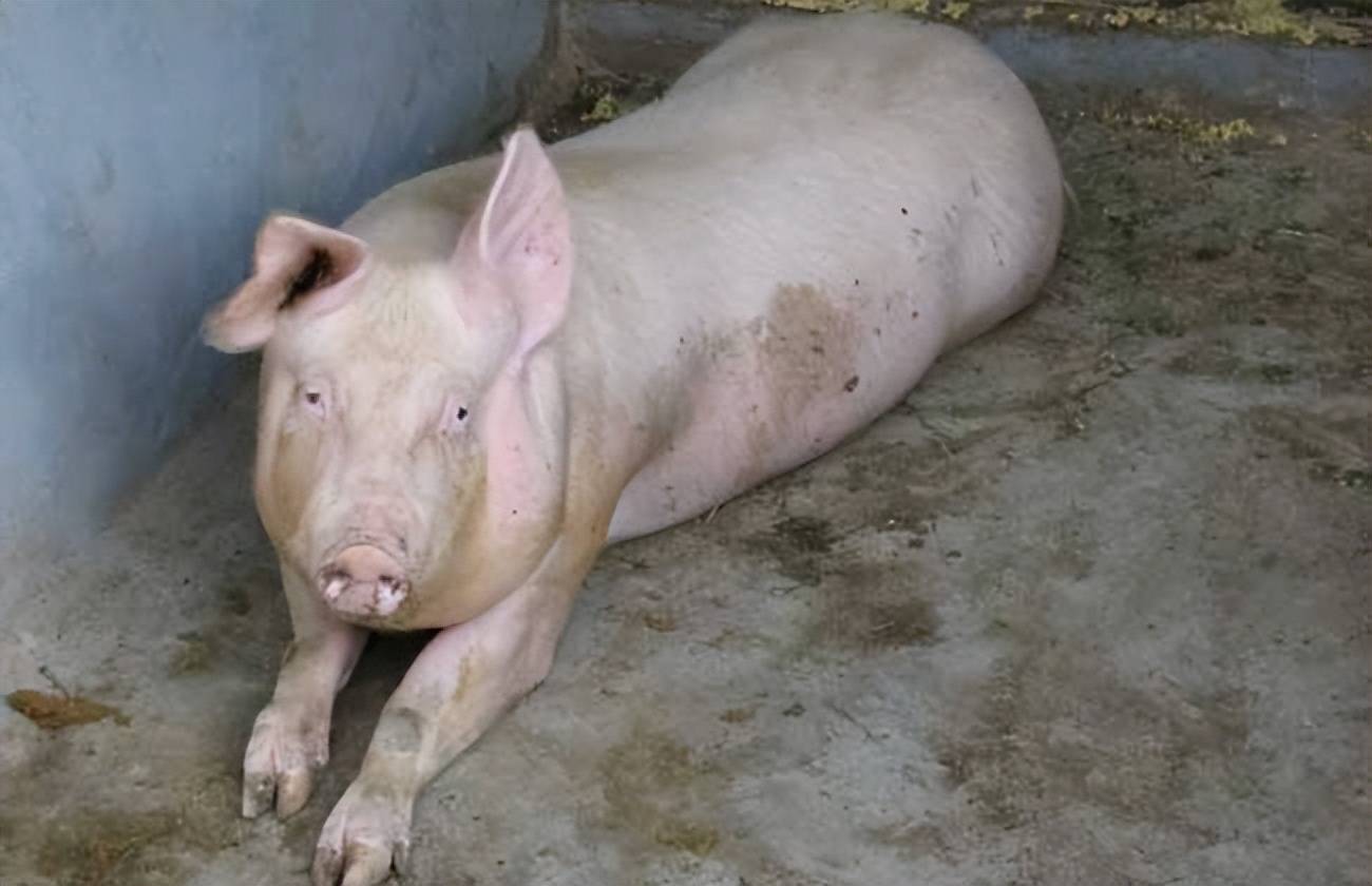 猪身上总痒到处蹭怎么回事?猪痒痒老蹭墙用什么药?