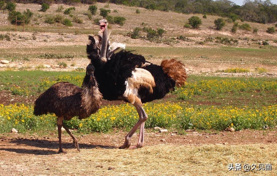 原創人與動物第一次大戰澳大利亞打光所有彈藥卻只消滅12只鴯鶓