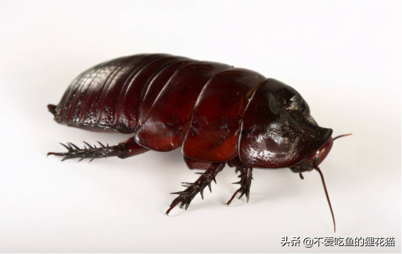 原来蟑螂也有宠物,世界最大且最贵的蟑螂:犀牛蟑螂_生活_洞穴_生物