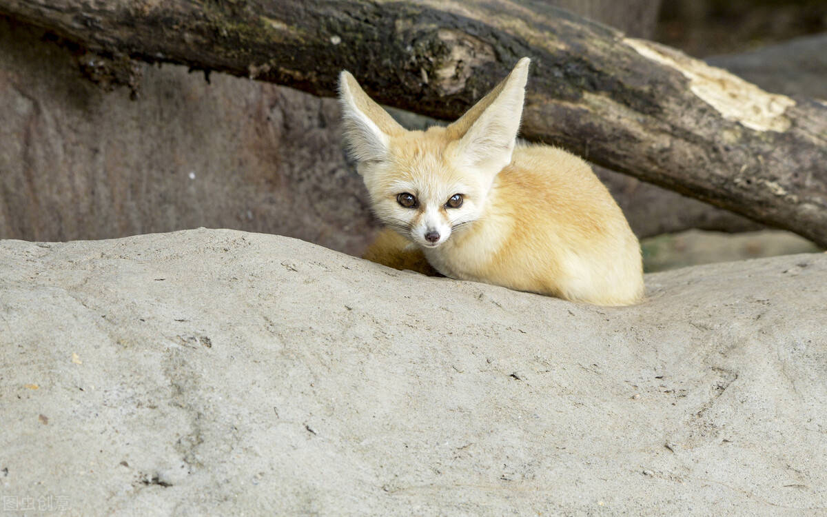 原创世界上五种好看的狐狸第一名在世界最可爱物种排行榜排名第一
