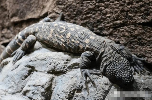 原创钝尾毒蜥是仅有的两种有毒蜥蜴之一它们是爬行动物里的宅男