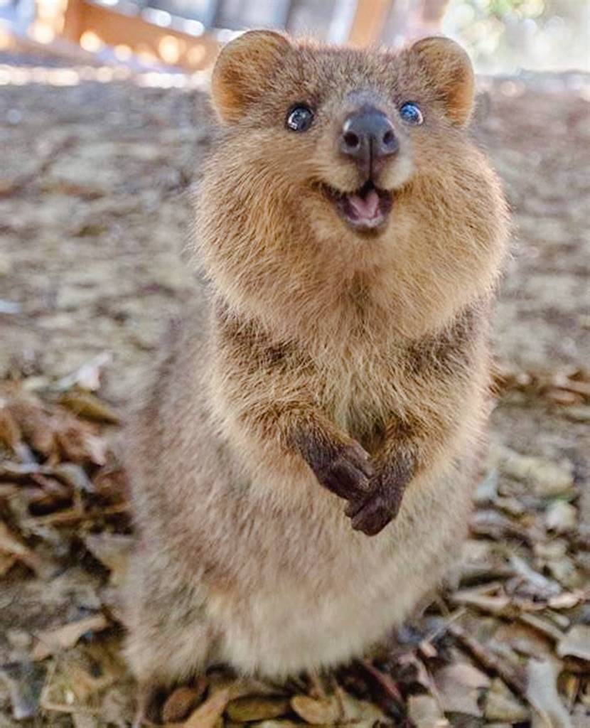 原创你知道世界上最快乐的动物是什么吗