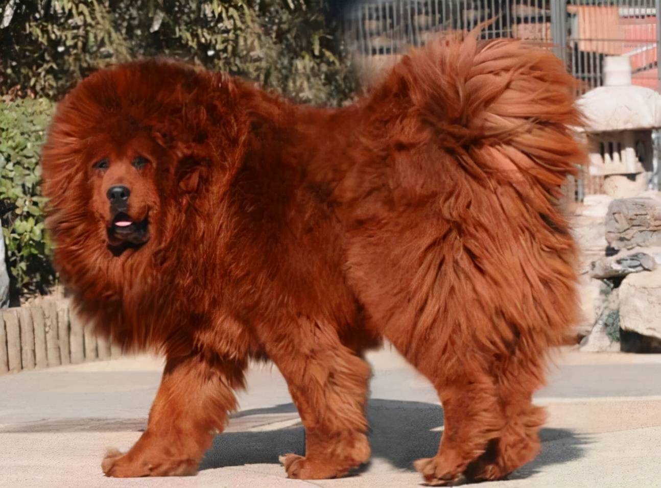 藏獒,一只长得像狮子的狗(图片来源:101breeds)这是世界上有史以来
