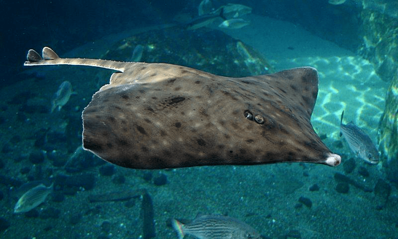 世界十五种濒危的稀有鱼类_捕捞_数量_物种