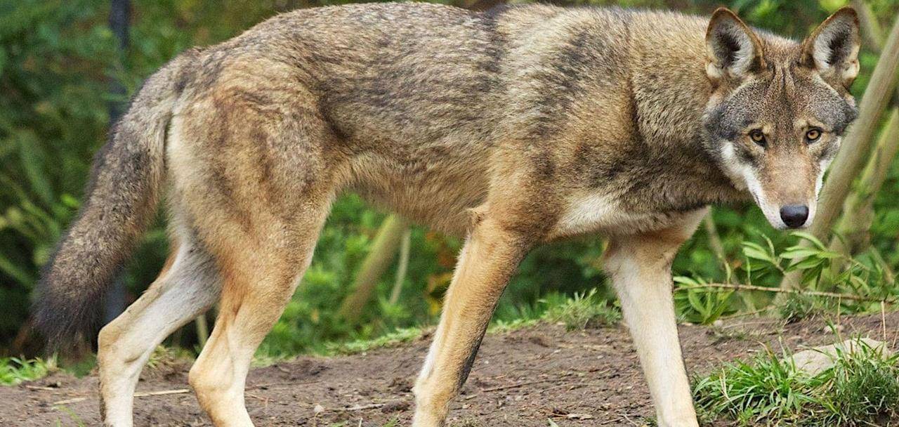 这种犬科动物的实力并不出彩 为何人们却把它排在虎豹狼的前面 体型 家族 成年