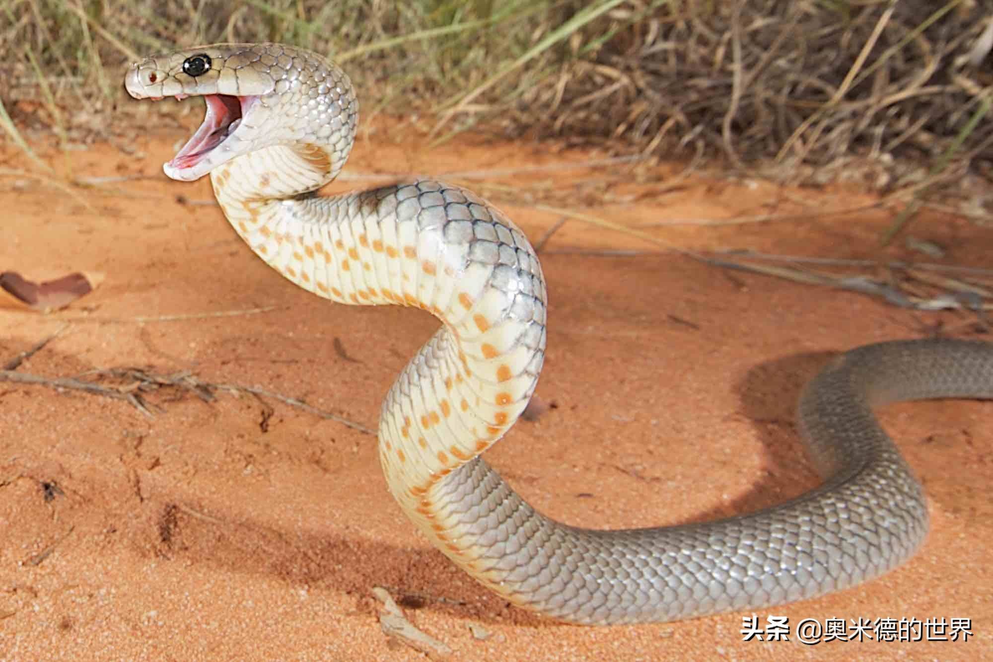 全世界最毒的十种陆地毒蛇中国上榜两种毒蛇