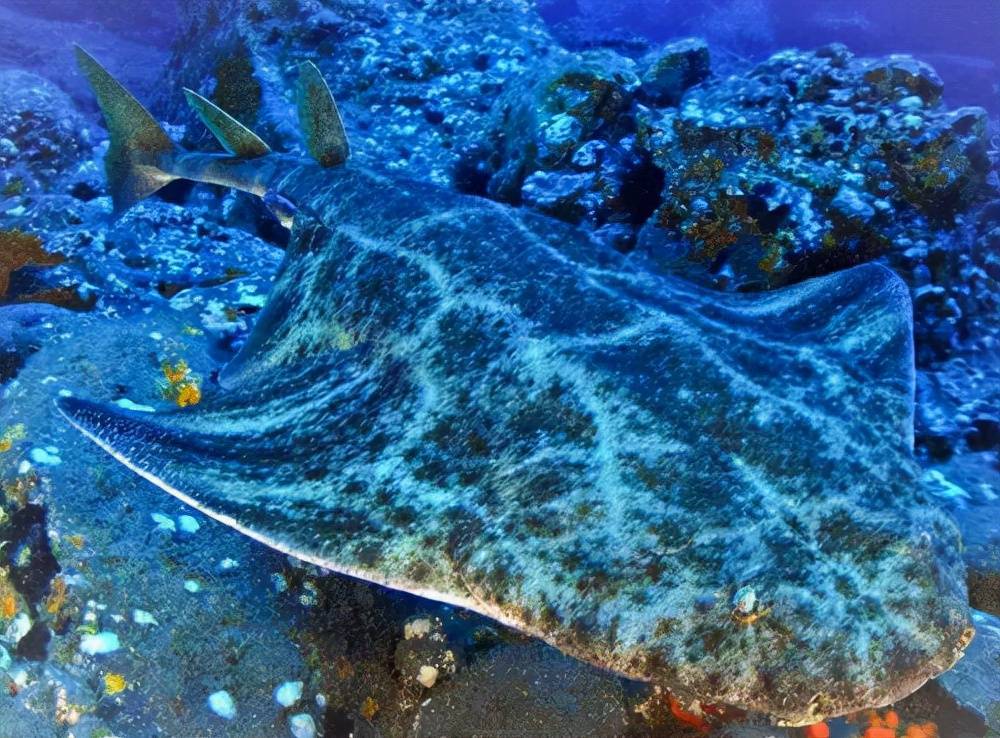 罕见世间生物图片_世间罕见生物_罕见世间生物有哪些