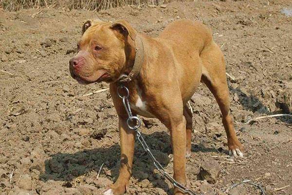 原创咬住就绝对不撒嘴的犬中战神藏獒高加索都只能给它当小弟