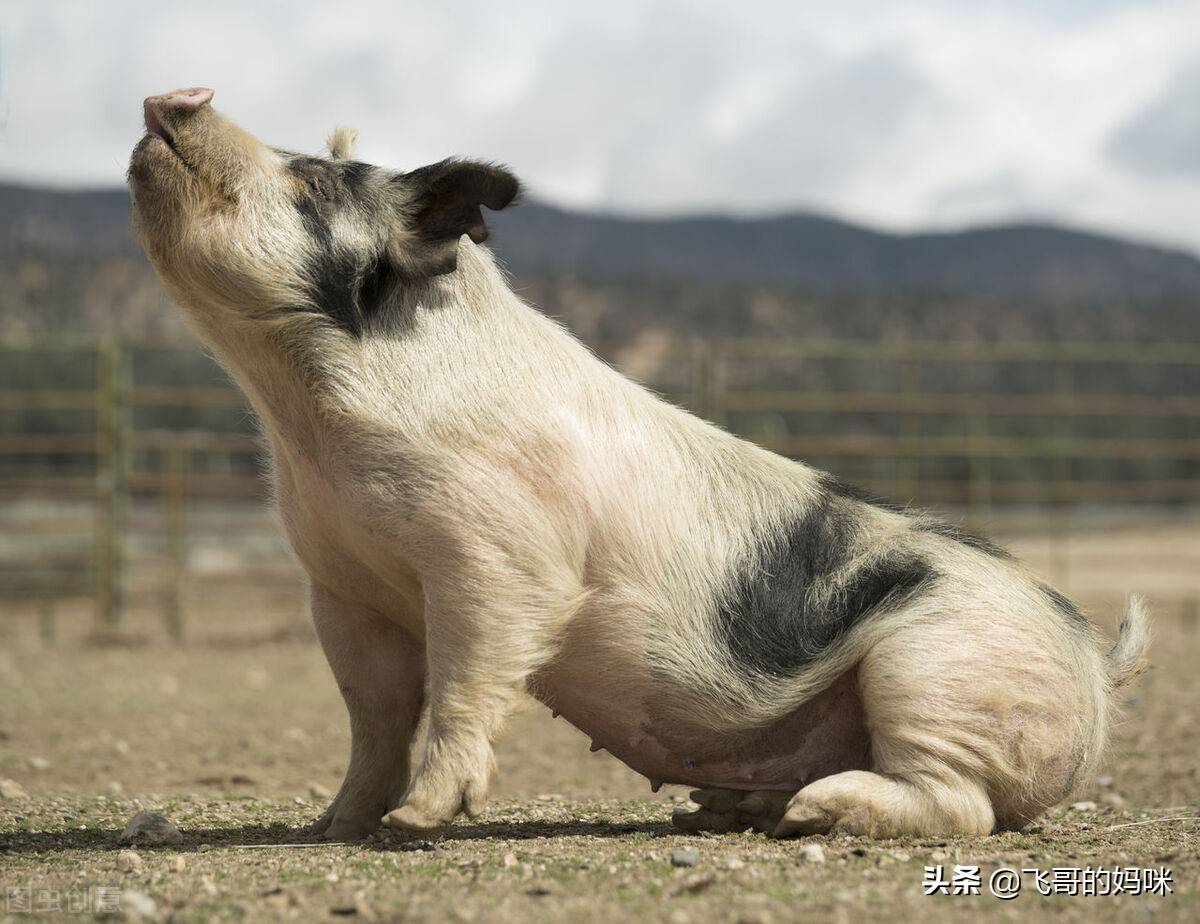 谢谢关注[呲牙]经过查阅资料,观察我认为猪不笨在大量的事实面前,人们
