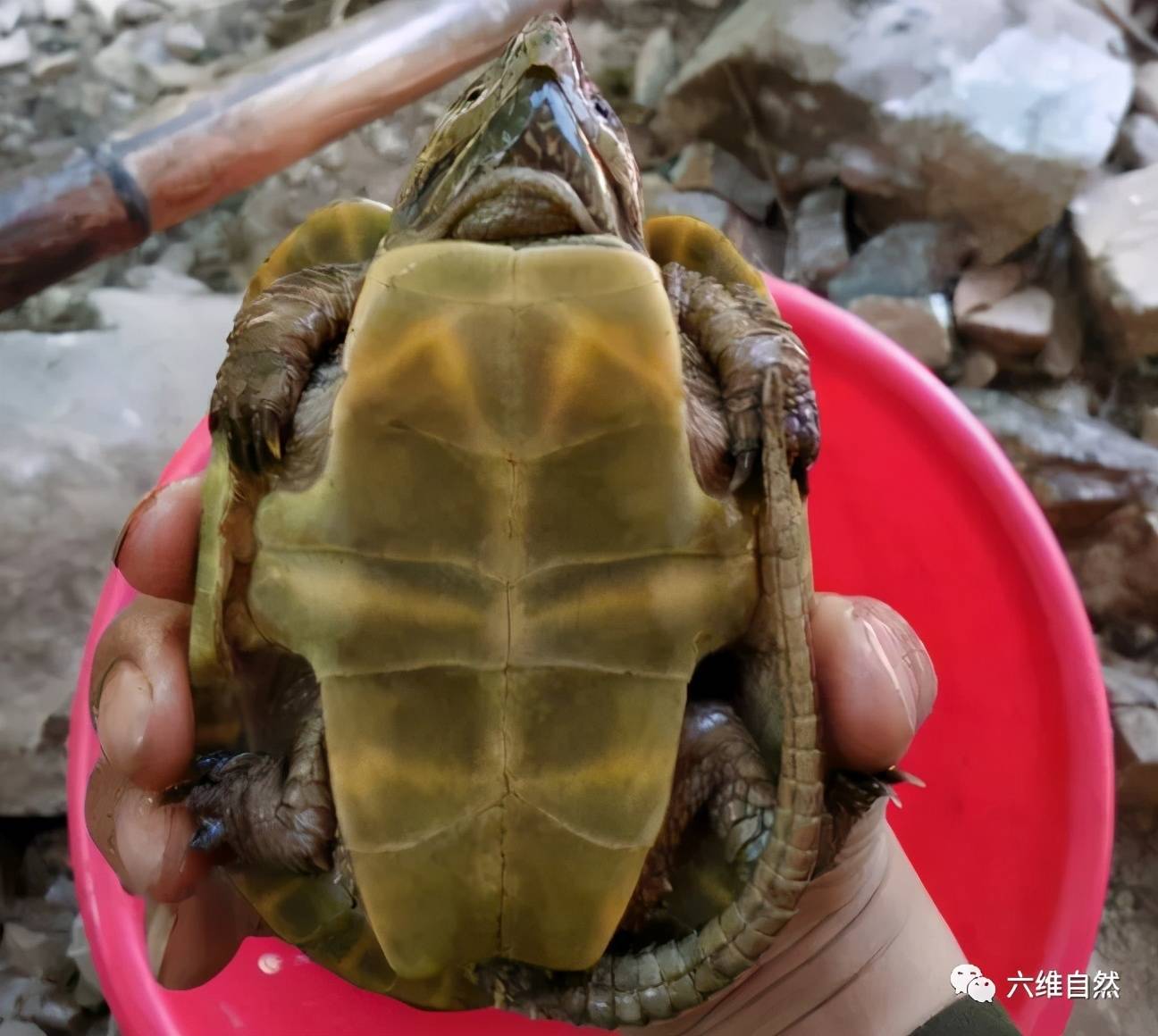 鹰嘴龟图片野生图片