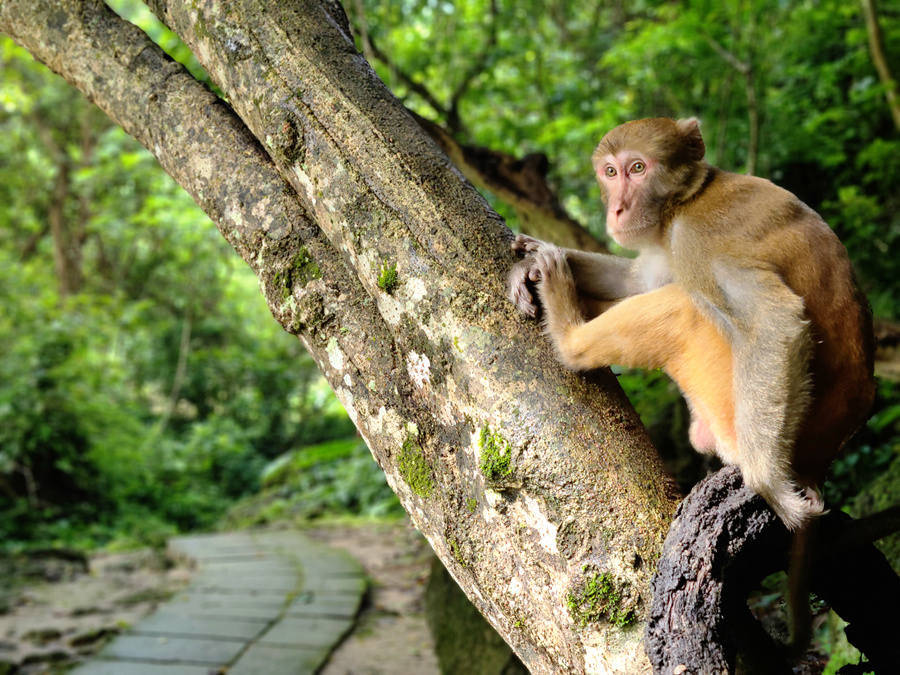 人文×溜娃×戲諸猴:廣西隆安の悠閒之旅!_龍虎山_猴子_香蕉