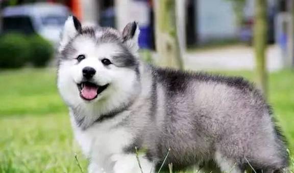 女子养了七只阿拉斯加 每次遛狗都是体力训练 堪称是 女汉子 主人 时候 楼梯