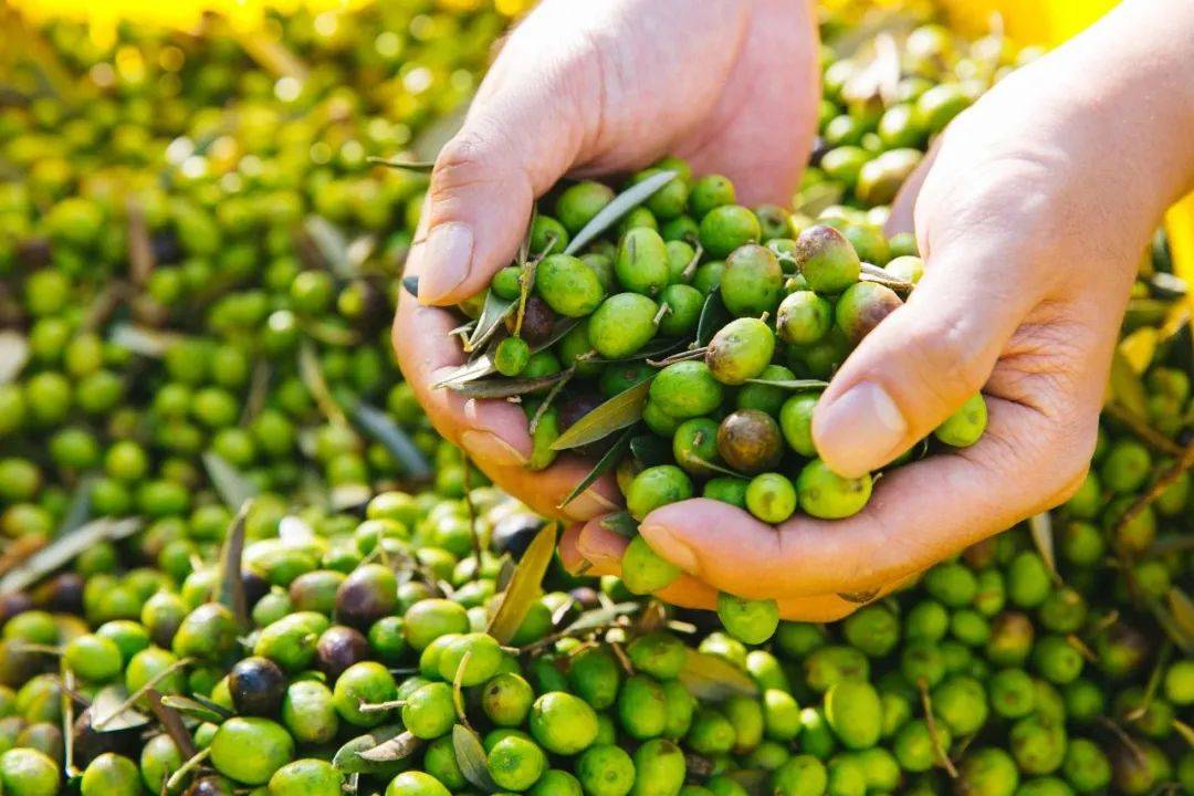 澳利欧aoilio带您认识橄榄世界领您进入健康之路