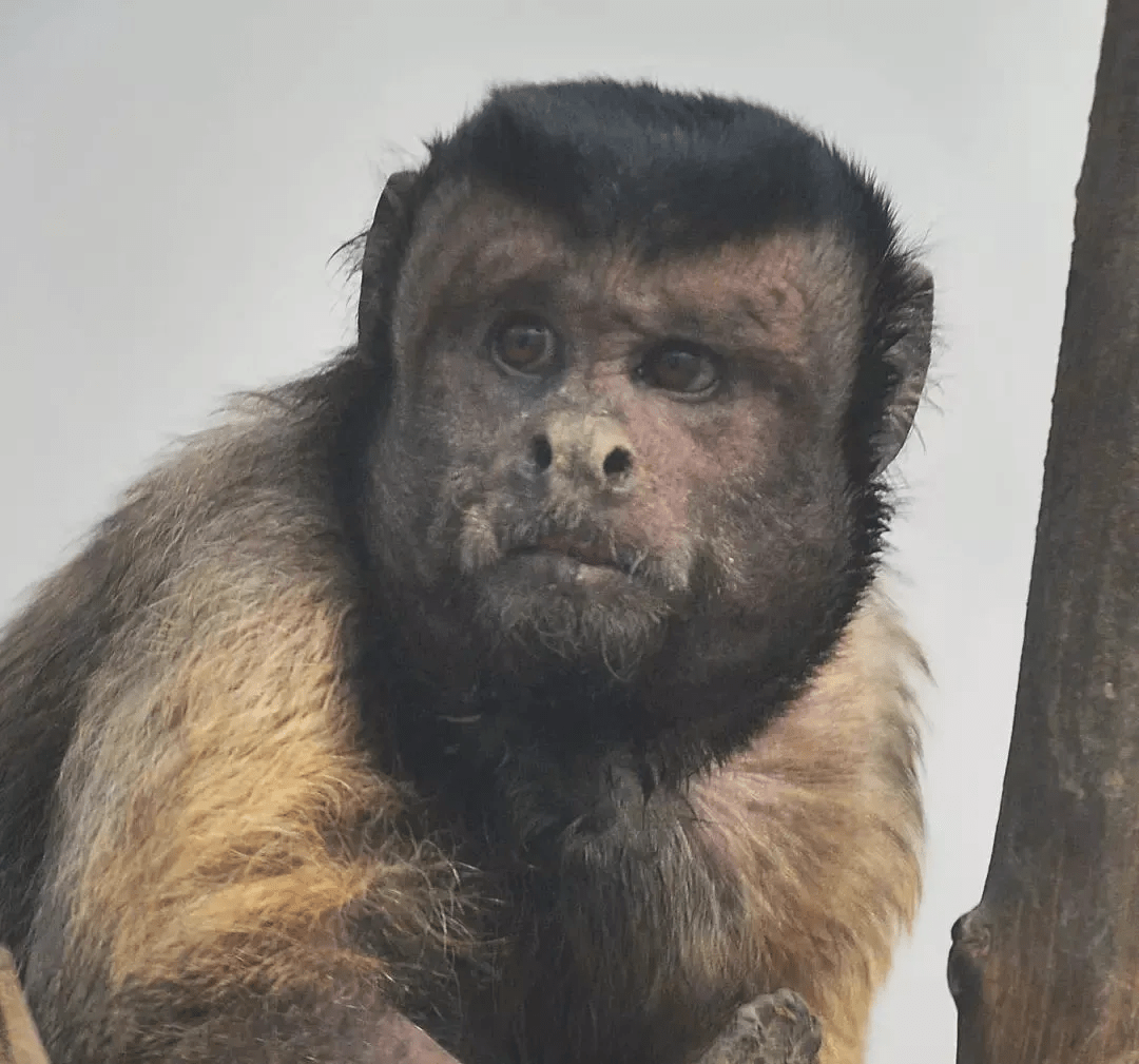 原创天津动物园又添新网红红毛猩猩宝宝本周五开始限时现演