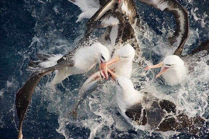 原创30张活久见的照片吃小鱼的圆盘生物三万年前的小象