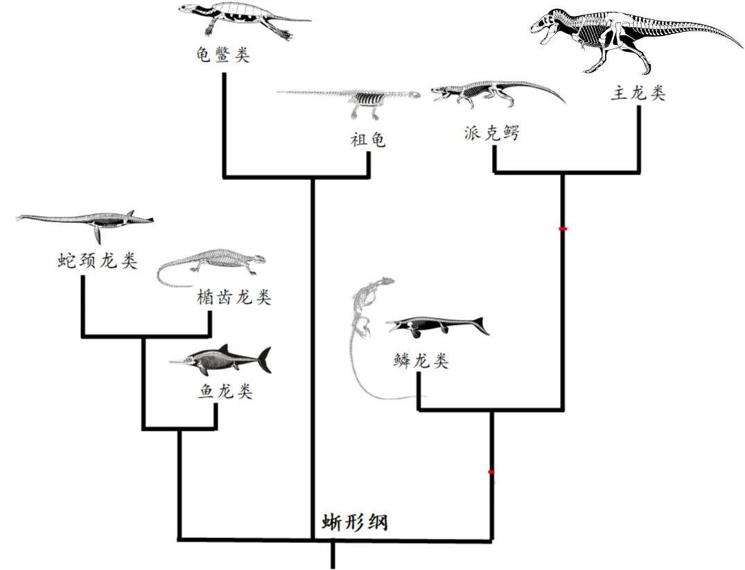 沧龙的进化过程图片