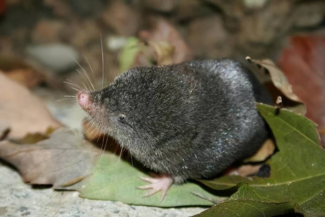 你知道世界上最小的陆生哺乳动物是什么吗