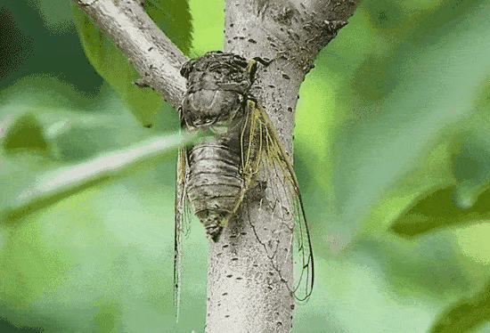 原创话说鲁西南地区的三种蝉
