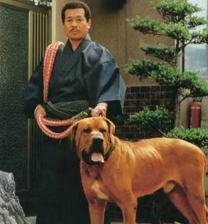 美国人一直称比特是世界第一 日本土佐犬吊打比特犬 培育出 杂交 狗君