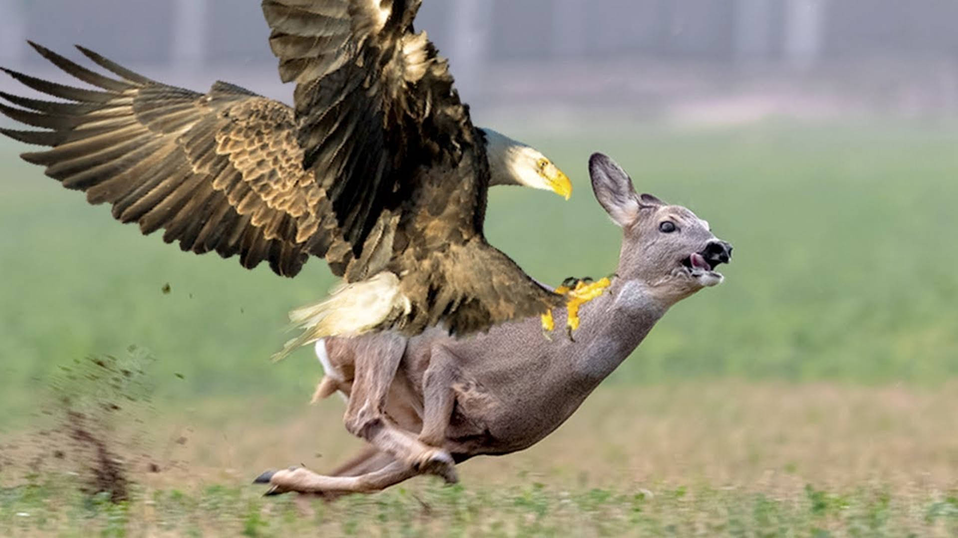 在草原上开开心心地寻找着食物,没想到碰巧赶上了老鹰打算出来觅食,这