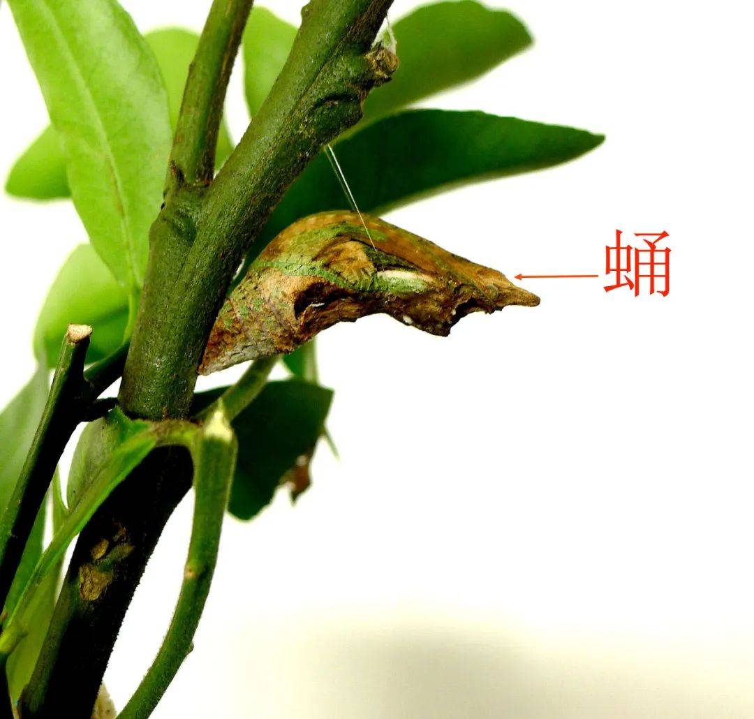 桂小61科学园 - 玉带凤蝶观察记_幼虫_蝴蝶_cm