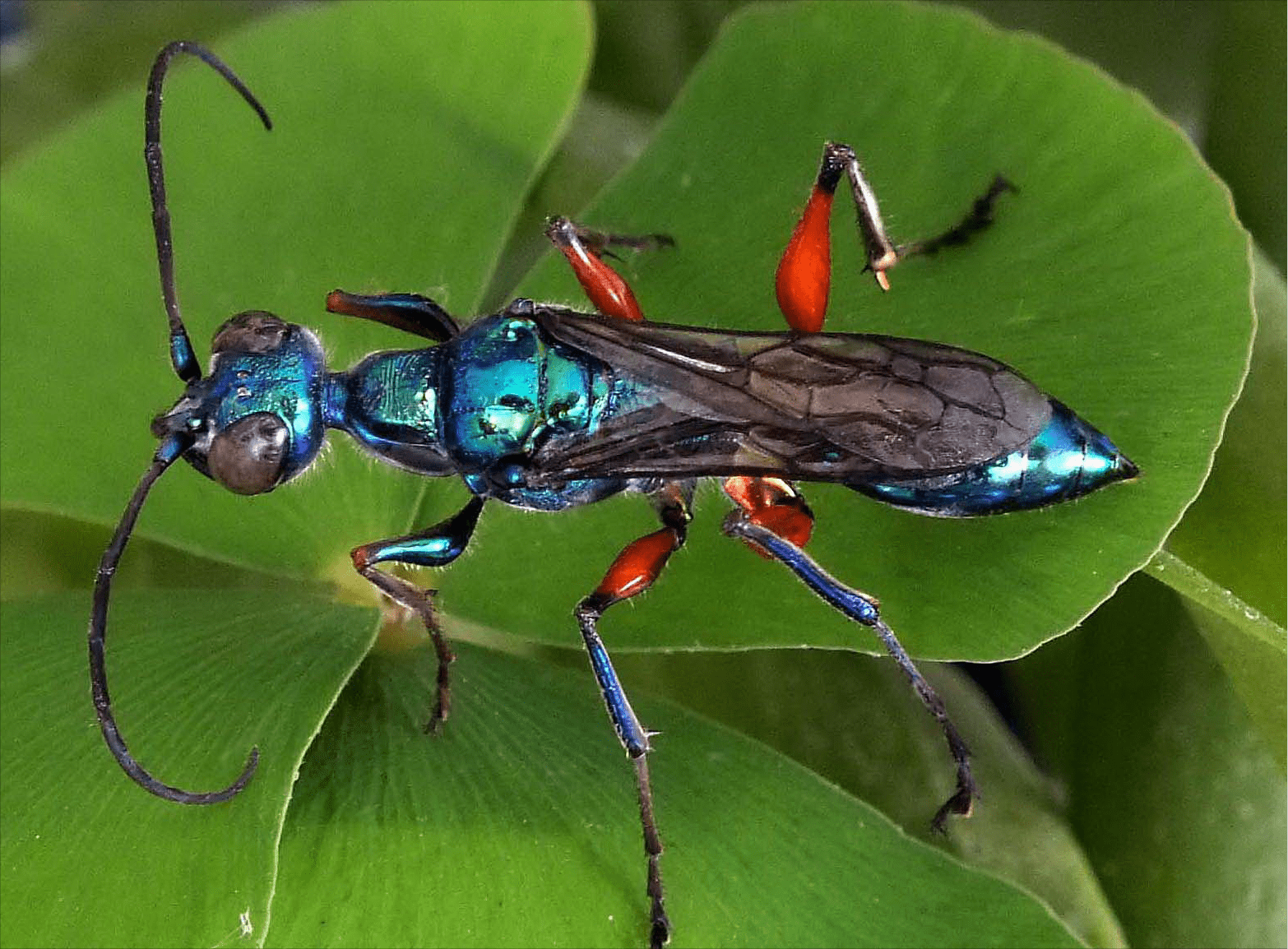 原创扁头泥蜂蟑螂高手僵尸制造者对人类健康还有更大的贡献
