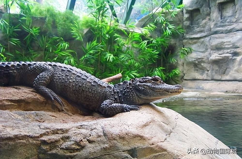 原创中国的老住客呆萌可爱的扬子鳄