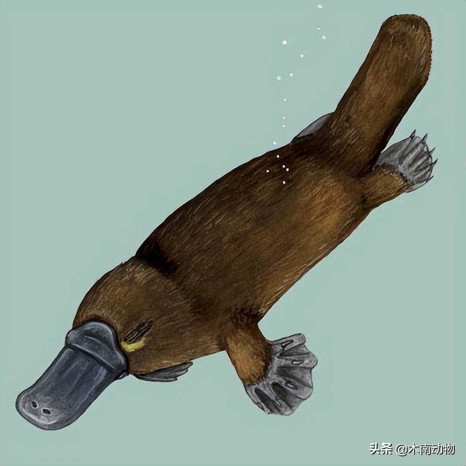 原创鸭嘴兽属哺乳纲单孔目动物这种哺乳动物可能是最不寻常的动物