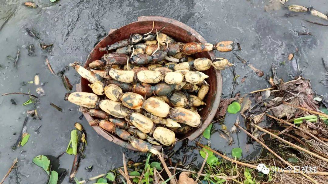 "西胪莲藕"上市 粉糯香醇受青睐_农户_陈潮_雨水