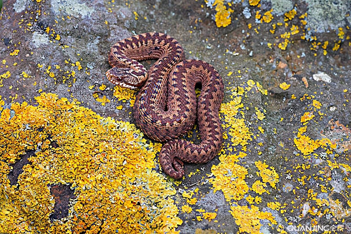 极北蝰,新疆毒蛇,不会致命_保护_生活_洞穴