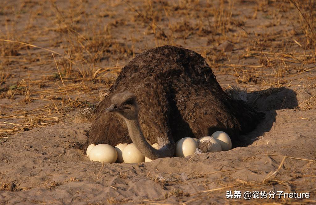 鸵鸟正在孵蛋,被狮子发现了,结果会怎么样_沙子_太阳_脑袋
