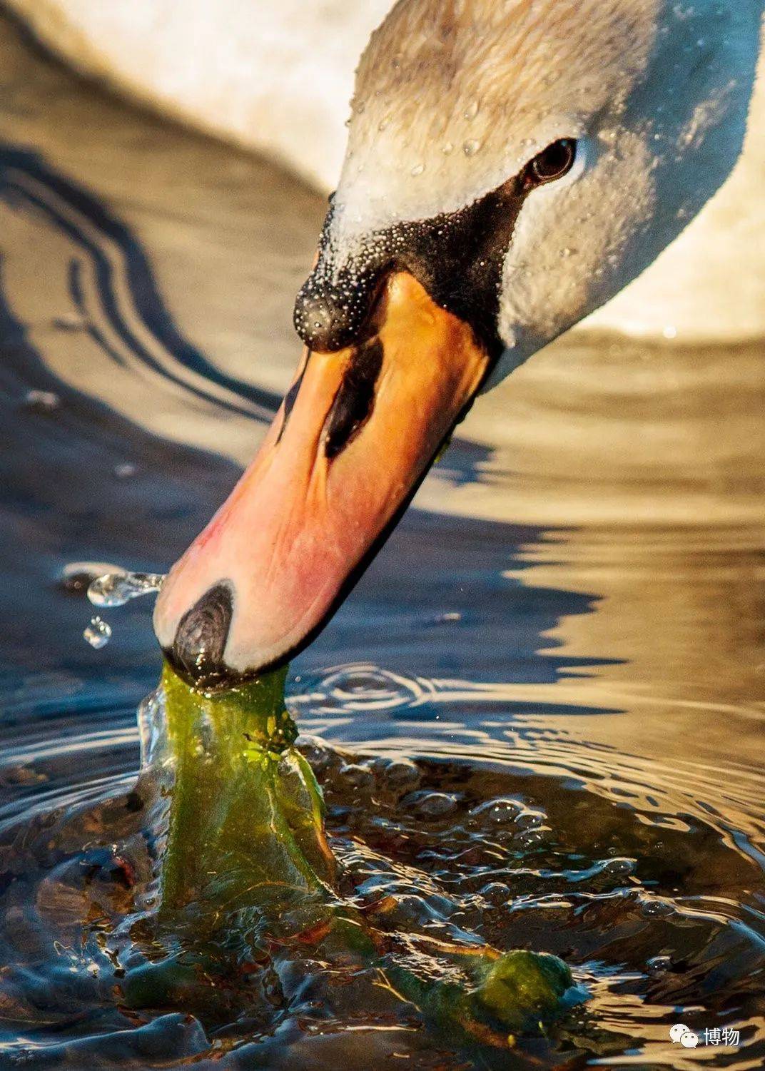 原创天鹅颈环戴了又拆这操作给我看懵了