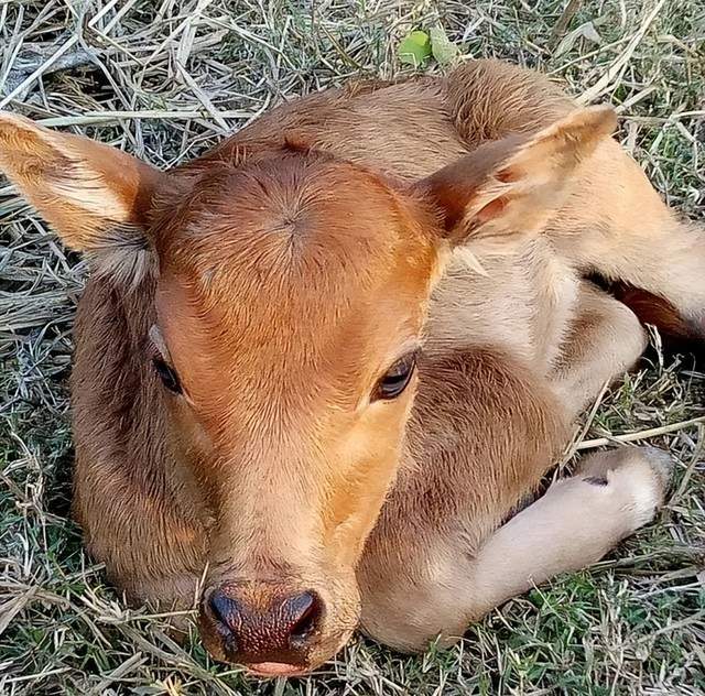 初生牛犊不怕虎唯独怕这三点做好保你犊牛全活