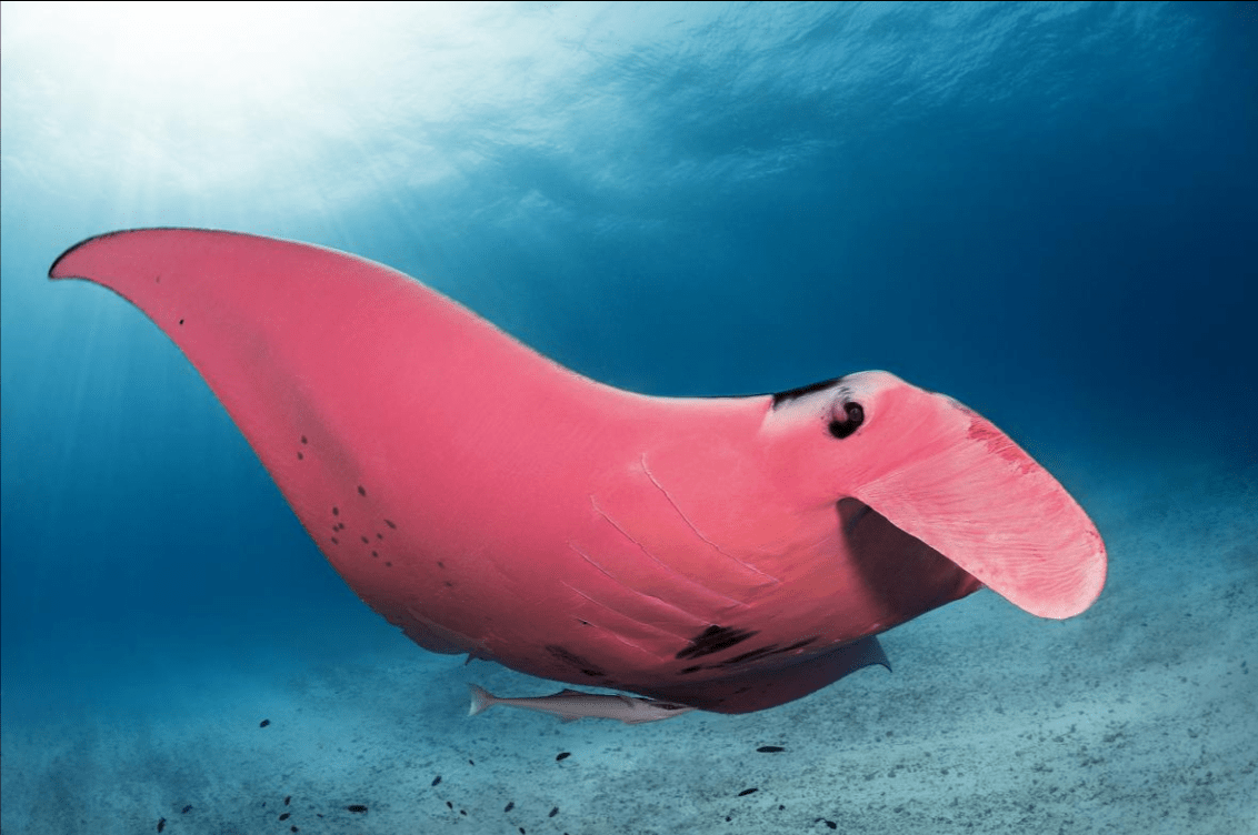 盘点深海里的恐怖生物,蝠魟鲼鳐你认识哪个?