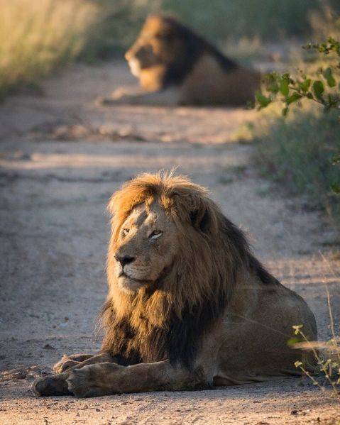 原创克鲁格最强雄狮联盟之一曼联雄狮mantimahle雄狮简介