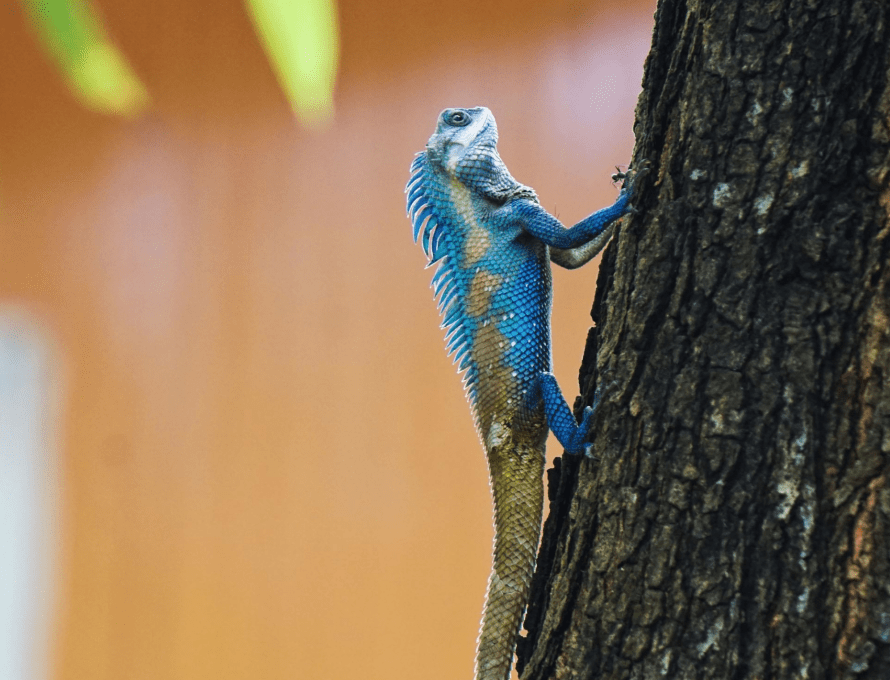 物种百科:白唇树蜥