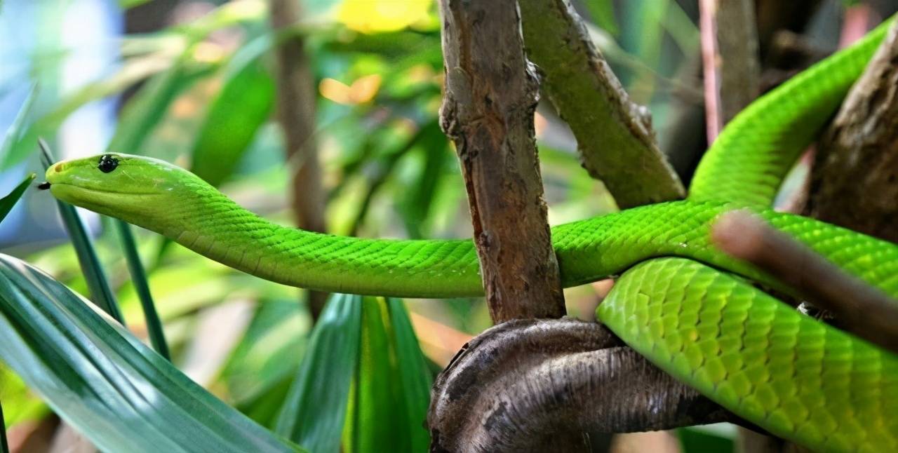 原创非洲绿曼巴蛇决战中国眼镜王蛇追击太累啦