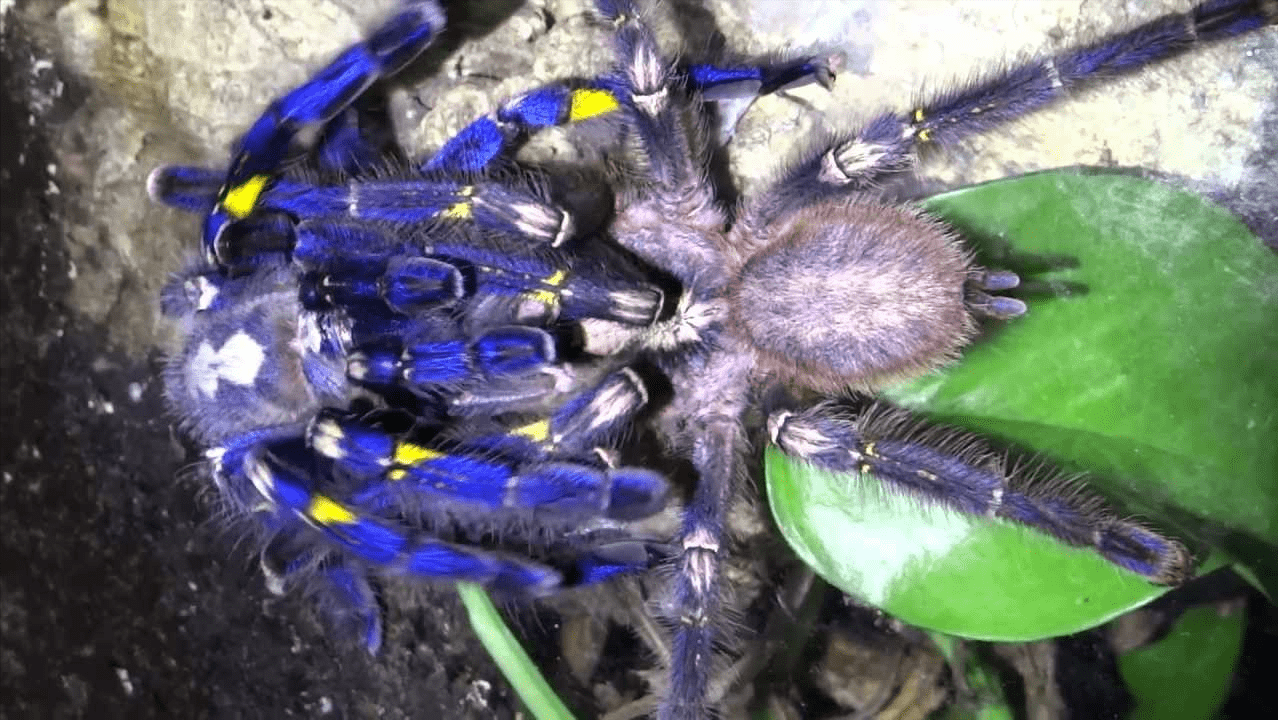 科普:第一眼以为是假的 长文,多图_生活_闪蝶_螳螂