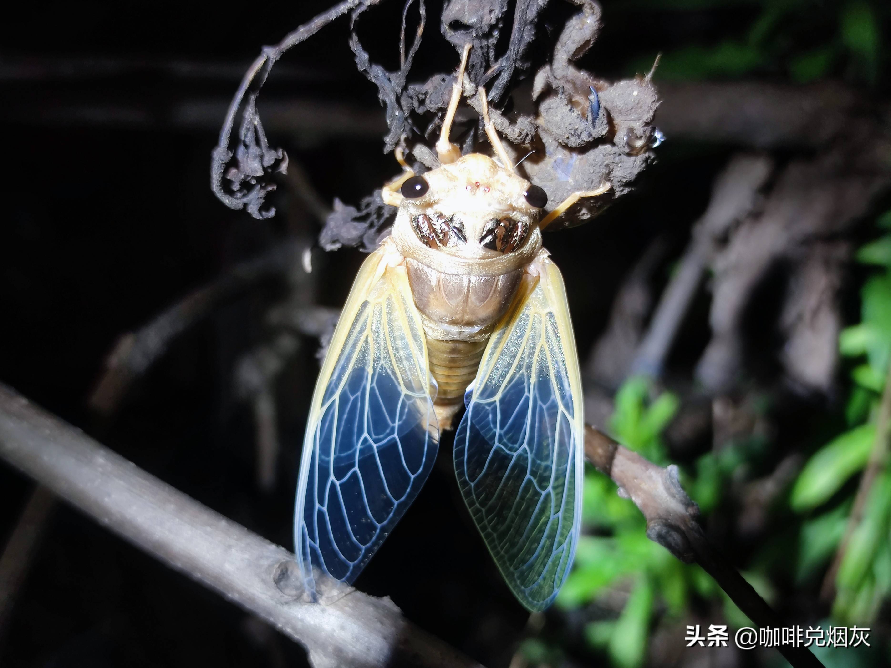 野鸡脖子图片