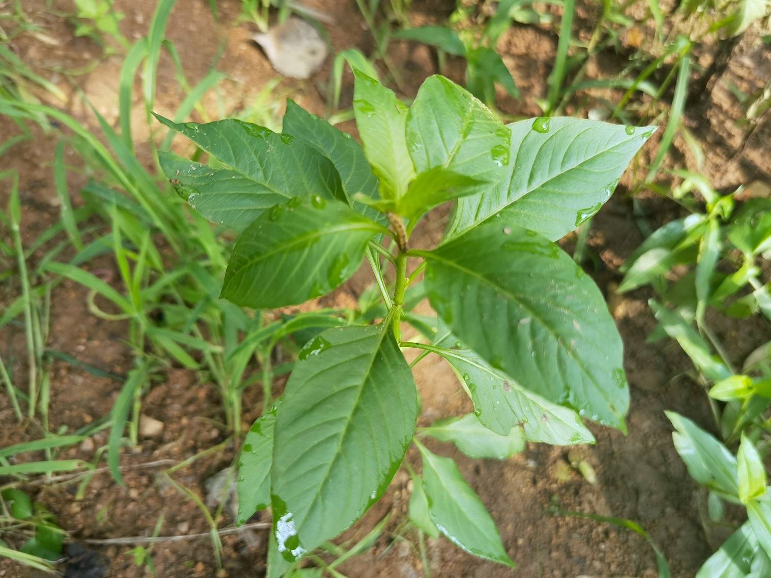 做法步骤:所用材料:鸡冠菜1把,花生米半碗,盐少许.