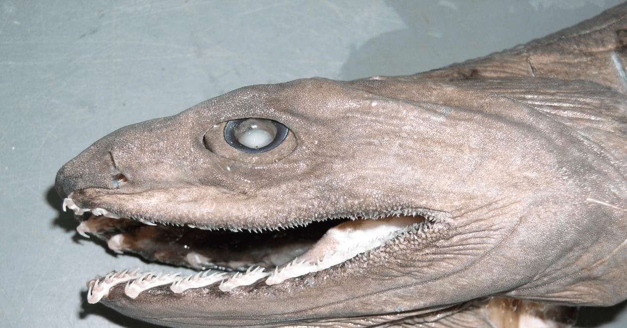 8亿年的史前怪鱼,体长两米凶猛毫无,为何成了保护动物?