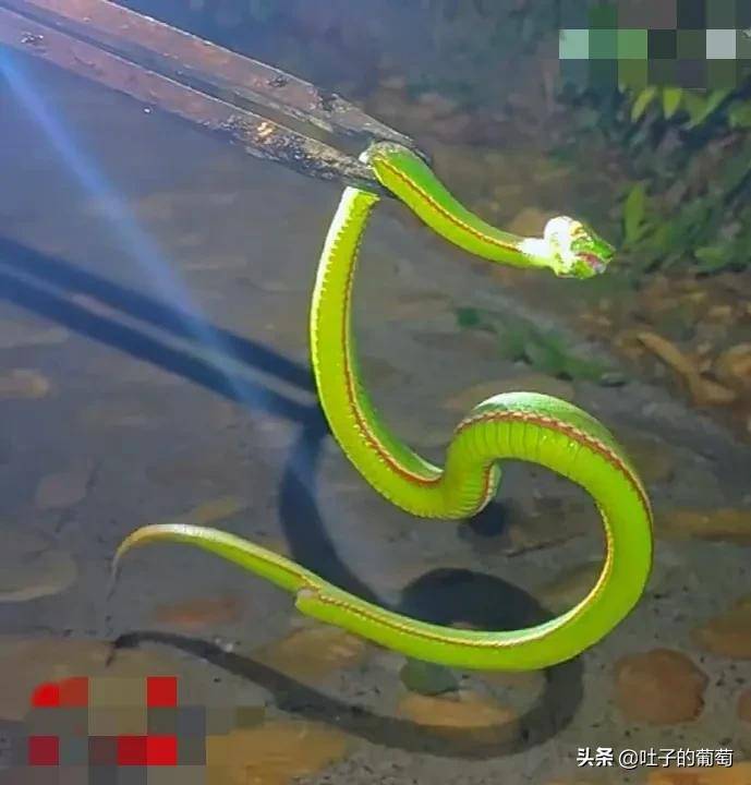 青蛇彪世界十大最美十条蛇之一