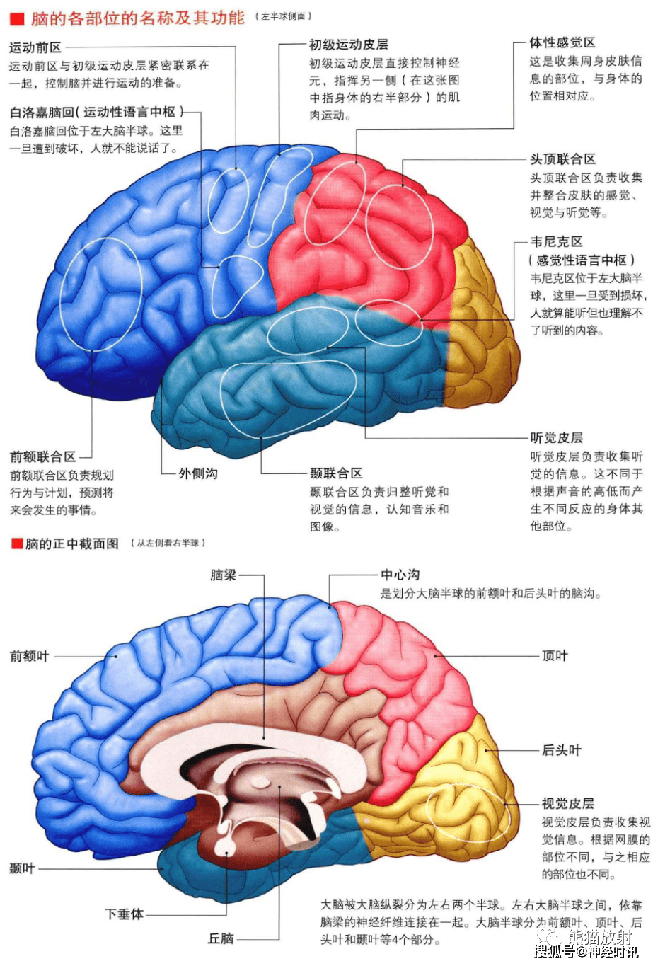 3d解剖丨头颈部,颅脑,满是干货速收藏